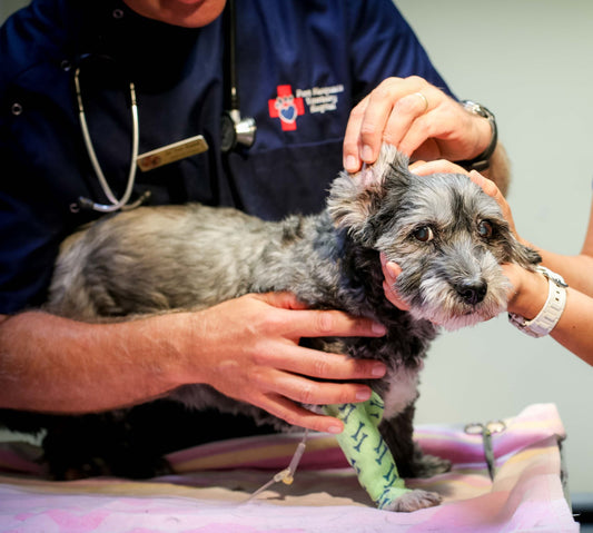 Preventative Health Care Tips For Aging Dogs