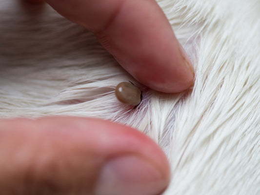 How to remove a tick from your pet