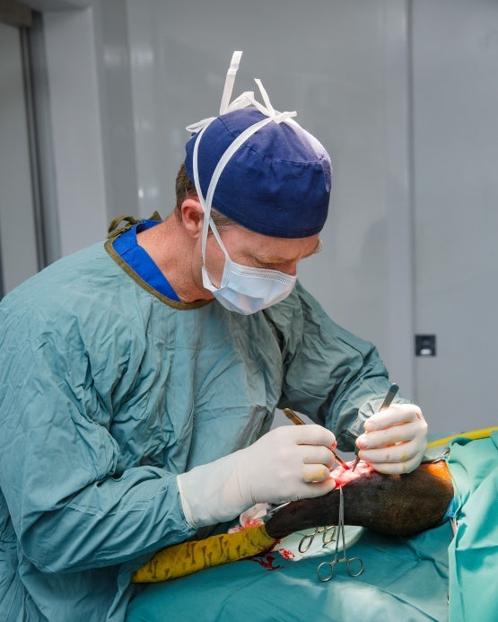 A Complete Range of Veterinary Services for Small Animals