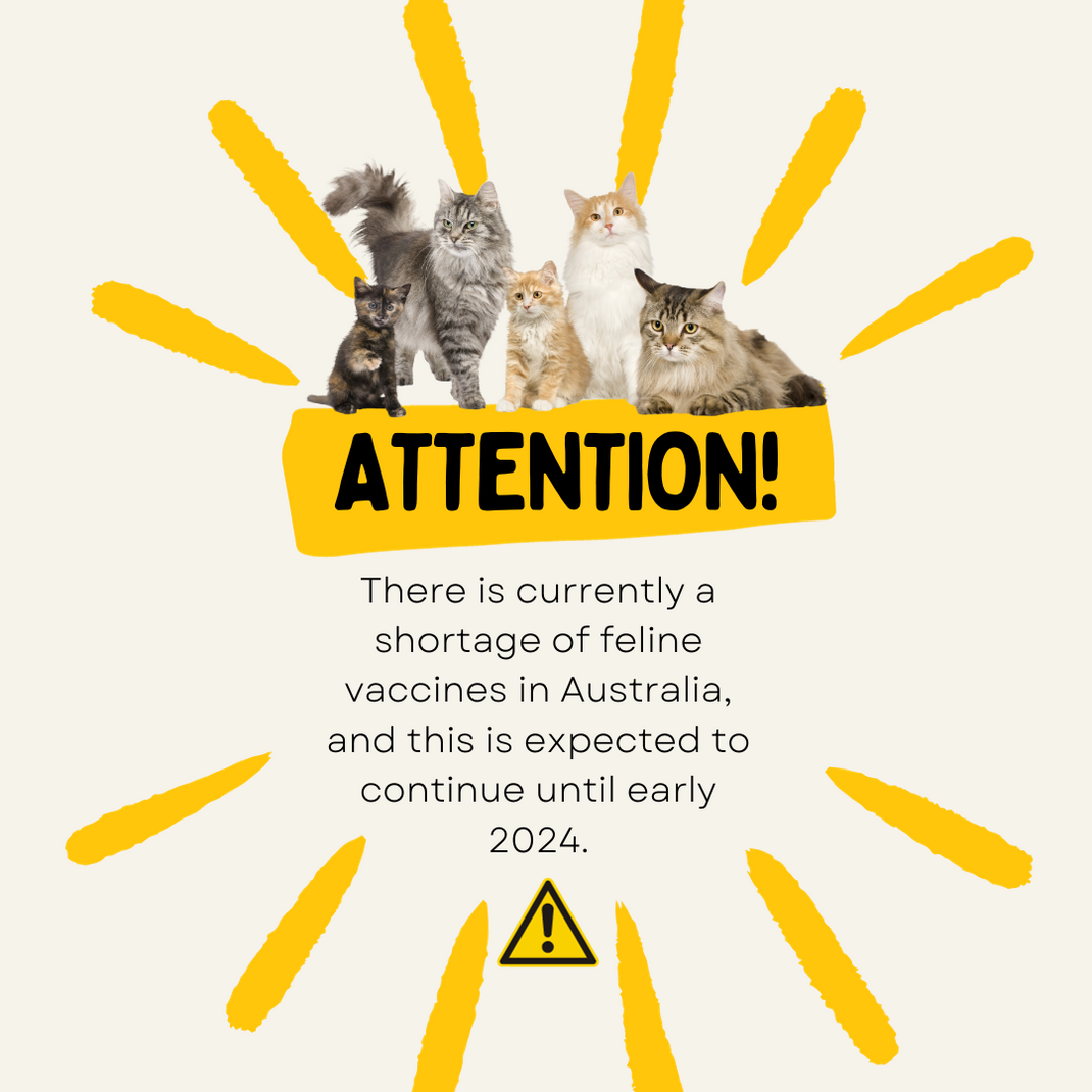 Port Macquarie Veterinary Hospital